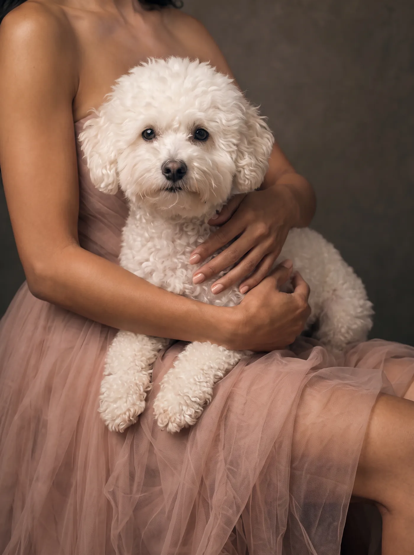 White dog resting on the lap of a woman in a blush tulle gown, looking at the camera